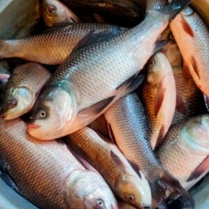 কাতলা মাছ