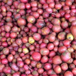 নতুন ছোট আলু