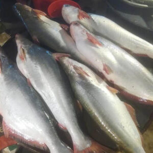 পাঙ্গাশ মাছ