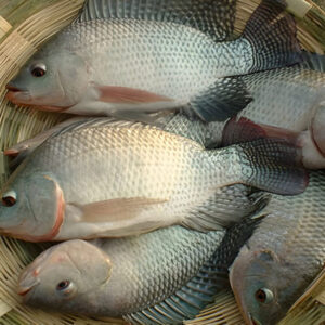 তেলা পিয়া মাছ